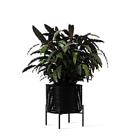 Ivo Plant Stand Medium